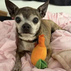 Image of lola, Lost Dog