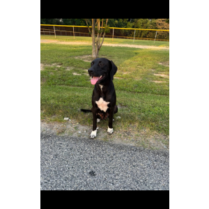 Image of Unknown, Found Dog