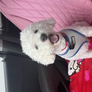 Image of Tobi, Lost Dog