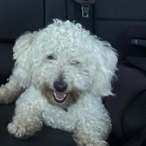 Found Dog Unknown