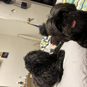 Lost Dog Thurgood Marshall
