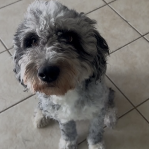 Image of Daisy, Lost Dog