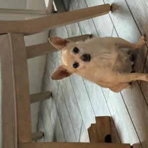 Image of Bella, Lost Dog