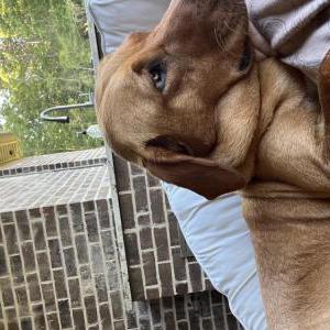 Image of Rosie, Lost Dog