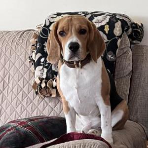 Image of Lennie, Lost Dog