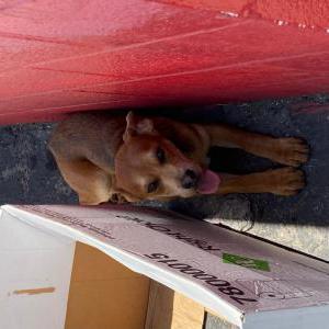 Image of Unknown, Found Dog