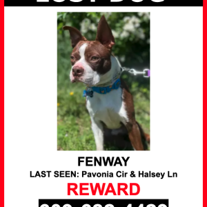 Lost Dog Fenway