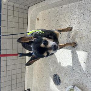 Found Dog Unknown