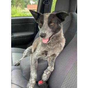 Lost Dog Little Bit