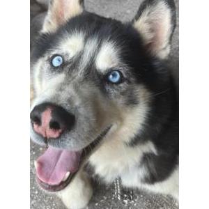 Image of Rocky, Lost Dog