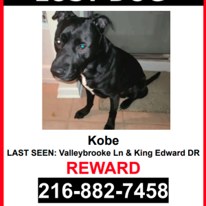 Image of Kobe, Lost Dog