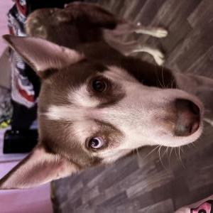 Image of jenna, Lost Dog