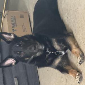 Lost Dog Thunder