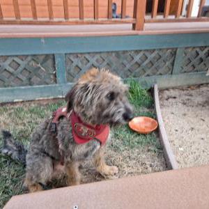 Image of Foo fighters, Lost Dog