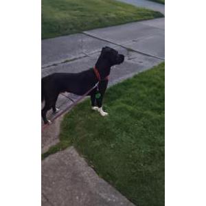 Lost Dog Bubby
