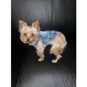 Image of Fatman, Lost Dog