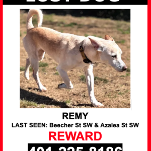 Image of Remy, Lost Dog