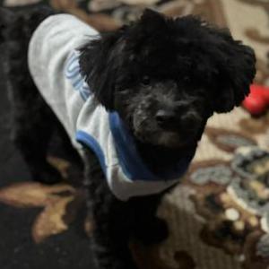 Image of Onxy, Lost Dog