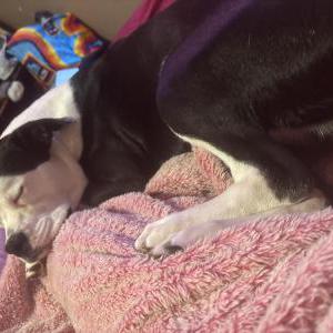 Image of Kyra, Lost Dog