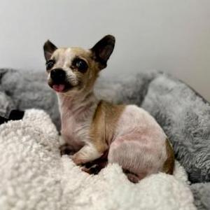 Lost Dog Comino