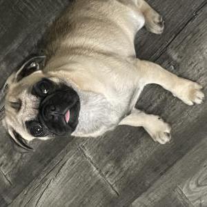 Image of Peppy, Lost Dog