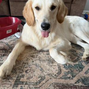 Image of Ollie, Lost Dog