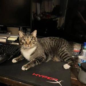 Image of Plumb, Lost Cat