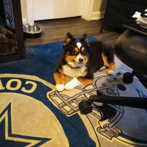 Lost Dog Harley