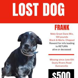 Image of Frank, Lost Dog