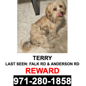 Image of TERRY, Lost Dog