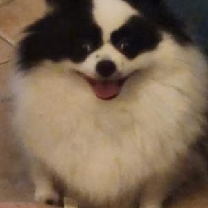 Image of Piper, Lost Dog