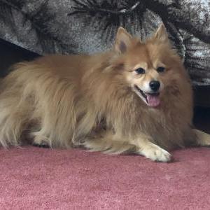 Lost Dog Milo