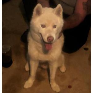 Image of Unknown, Found Dog