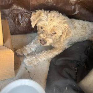 Found Dog Unknown