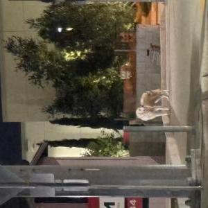 Image of Unknown, Found Dog