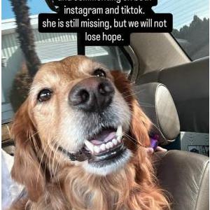 Image of daisy, Lost Dog