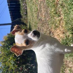 Image of Mia, Lost Dog