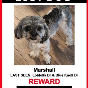 Lost Dog Marshall