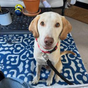 Found Dog Unknown