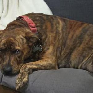Image of Gus, Lost Dog