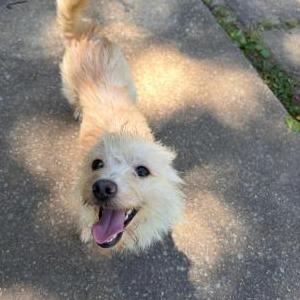 Image of Bonito, Lost Dog
