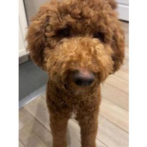 Image of Brew, Lost Dog