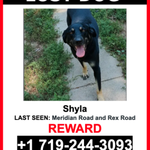Lost Dog Shyla