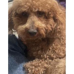 Image of Teddy, Lost Dog