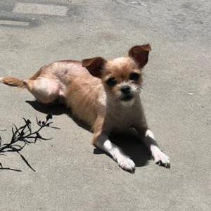 Lost Dog Penny