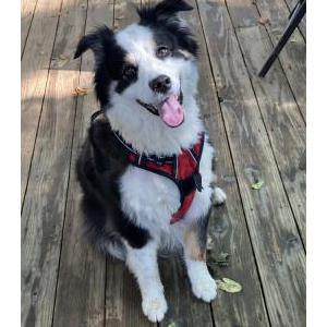 Image of Dylan, Lost Dog