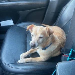 Found Dog Unknown