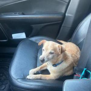 Found Dog Unknown