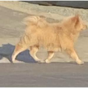 Image of Unknown, Found Dog