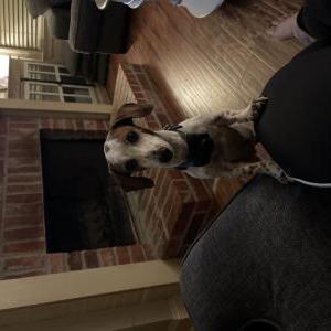 Image of Ruby, Lost Dog